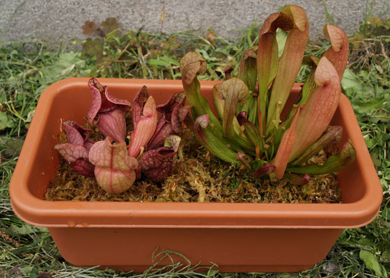 「食虫植物（ハエトリソウ・モウセンゴケ・ウツボカズラ・サラセニア・ムシトリスミレ・ミミカキグサ）」テキトー栽培記