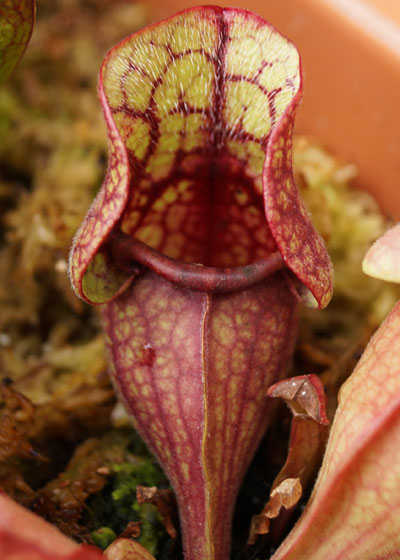 「食虫植物（モウセンゴケ・サラセニア・ムシトリスミレ・ミミカキグサ）」テキトー栽培記