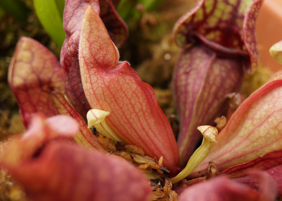 「食虫植物（モウセンゴケ・サラセニア・ムシトリスミレ・ミミカキグサ）」テキトー栽培記