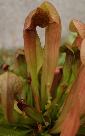 「食虫植物（モウセンゴケ・サラセニア・ムシトリスミレ・ミミカキグサ）」テキトー栽培記