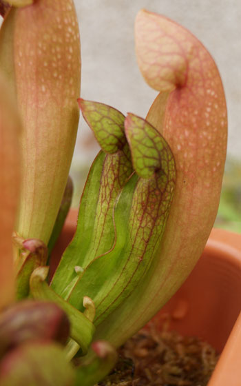 「食虫植物（モウセンゴケ・サラセニア・ムシトリスミレ・ミミカキグサ）」テキトー栽培記