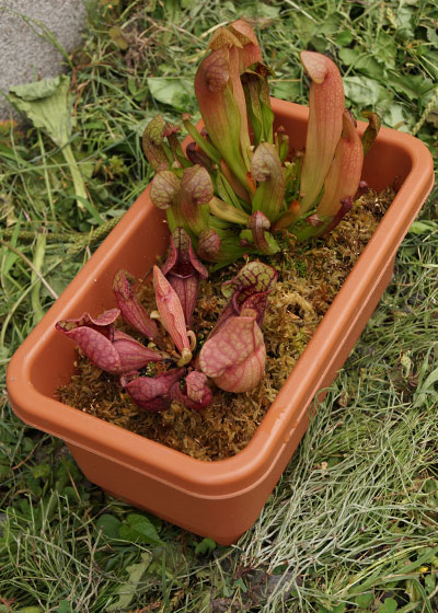 「食虫植物（モウセンゴケ・サラセニア・ムシトリスミレ・ミミカキグサ）」テキトー栽培記