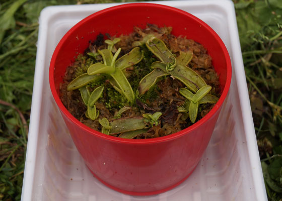 「食虫植物（モウセンゴケ・サラセニア・ムシトリスミレ・ミミカキグサ）」テキトー栽培記