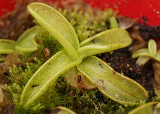 「食虫植物（モウセンゴケ・サラセニア・ムシトリスミレ・ミミカキグサ）」テキトー栽培記