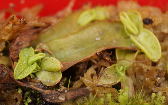 「食虫植物（モウセンゴケ・サラセニア・ムシトリスミレ・ミミカキグサ）」テキトー栽培記