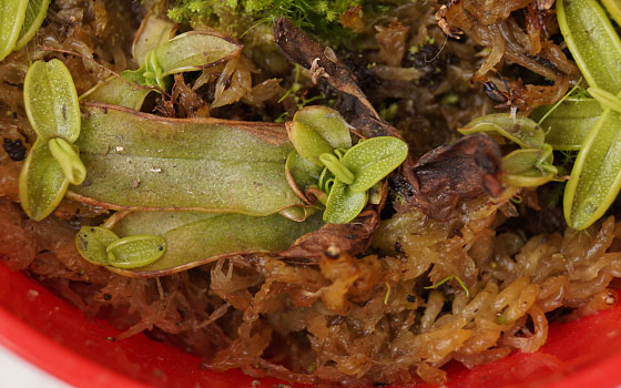 「食虫植物（モウセンゴケ・サラセニア・ムシトリスミレ・ミミカキグサ）」テキトー栽培記