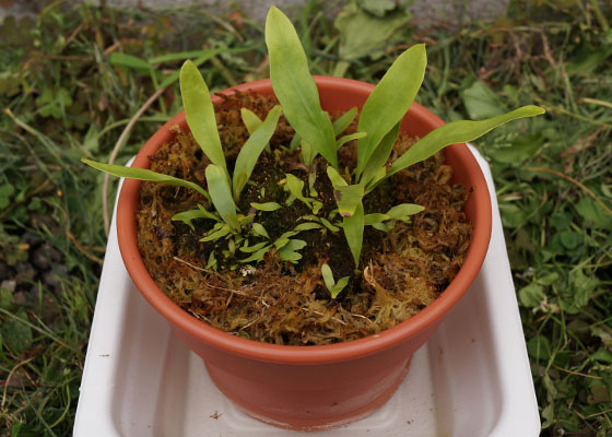 「食虫植物（ハエトリソウ・モウセンゴケ・ウツボカズラ・サラセニア・ムシトリスミレ・ミミカキグサ）」テキトー栽培記