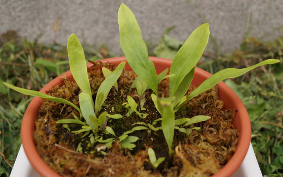 「食虫植物（モウセンゴケ・サラセニア・ムシトリスミレ・ミミカキグサ）」テキトー栽培記