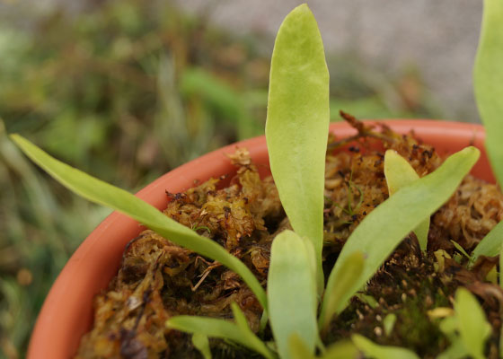 「食虫植物（モウセンゴケ・サラセニア・ムシトリスミレ・ミミカキグサ）」テキトー栽培記