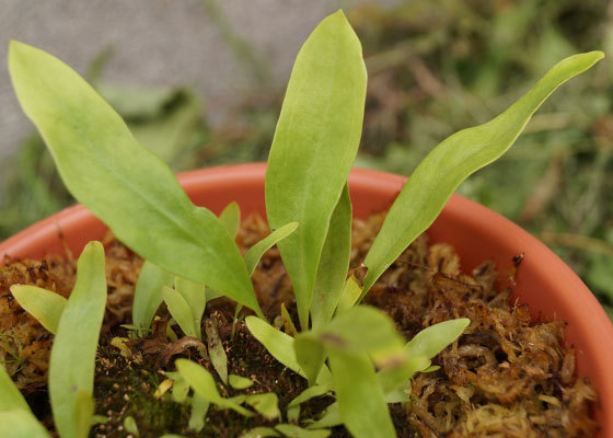 「食虫植物（モウセンゴケ・サラセニア・ムシトリスミレ・ミミカキグサ）」テキトー栽培記