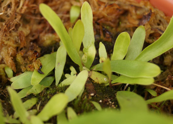 「食虫植物（モウセンゴケ・サラセニア・ムシトリスミレ・ミミカキグサ）」テキトー栽培記