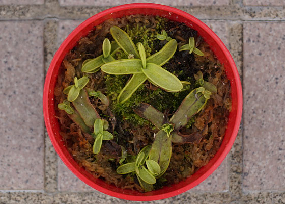 「食虫植物（モウセンゴケ・サラセニア・ムシトリスミレ・ミミカキグサ）」テキトー栽培記