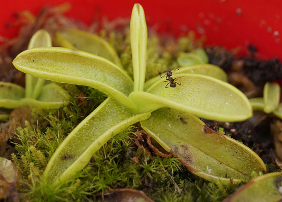 「食虫植物（モウセンゴケ・サラセニア・ムシトリスミレ・ミミカキグサ）」テキトー栽培記