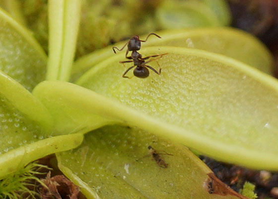 「食虫植物（モウセンゴケ・サラセニア・ムシトリスミレ・ミミカキグサ）」テキトー栽培記