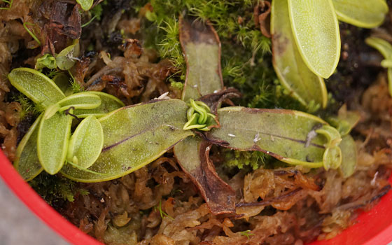 「食虫植物（モウセンゴケ・サラセニア・ムシトリスミレ・ミミカキグサ）」テキトー栽培記