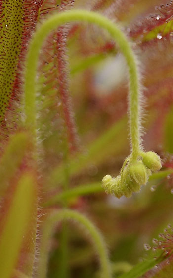 「食虫植物（モウセンゴケ・サラセニア・ムシトリスミレ・ミミカキグサ）」テキトー栽培記