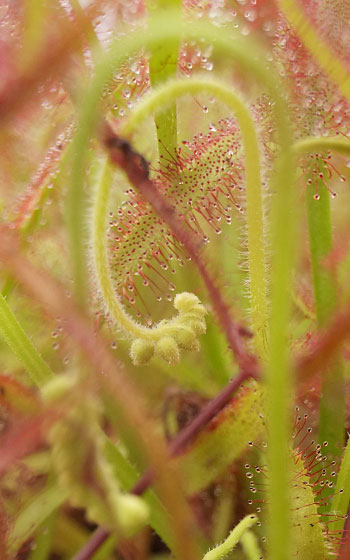 「食虫植物（ハエトリソウ・モウセンゴケ・ウツボカズラ・サラセニア・ムシトリスミレ・ミミカキグサ）」テキトー栽培記