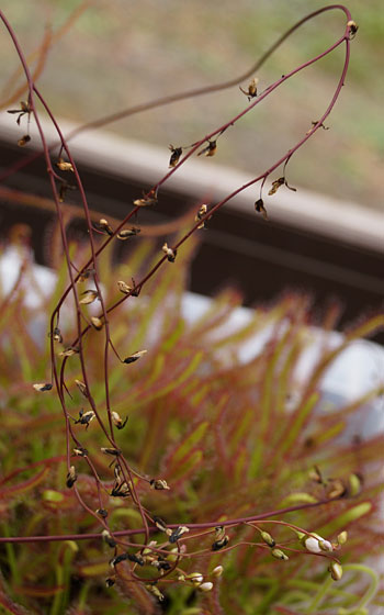 「食虫植物（モウセンゴケ・サラセニア・ムシトリスミレ・ミミカキグサ）」テキトー栽培記