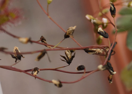 「食虫植物（モウセンゴケ・サラセニア・ムシトリスミレ・ミミカキグサ）」テキトー栽培記