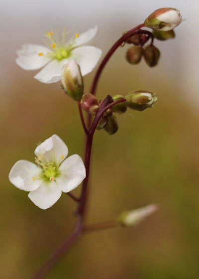 「食虫植物（モウセンゴケ・サラセニア・ムシトリスミレ・ミミカキグサ）」テキトー栽培記