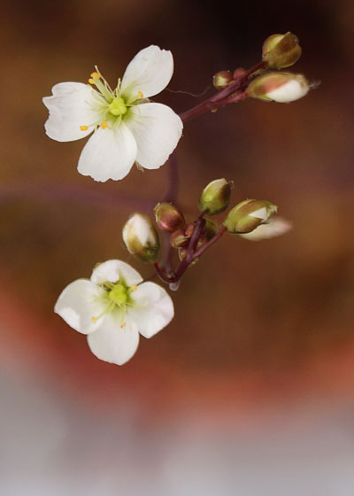 「食虫植物（モウセンゴケ・サラセニア・ムシトリスミレ・ミミカキグサ）」テキトー栽培記