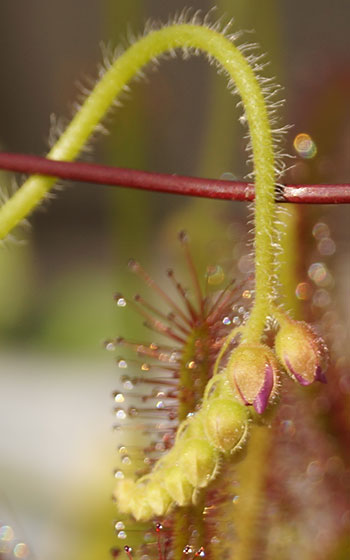 「食虫植物（モウセンゴケ・サラセニア・ムシトリスミレ・ミミカキグサ）」テキトー栽培記