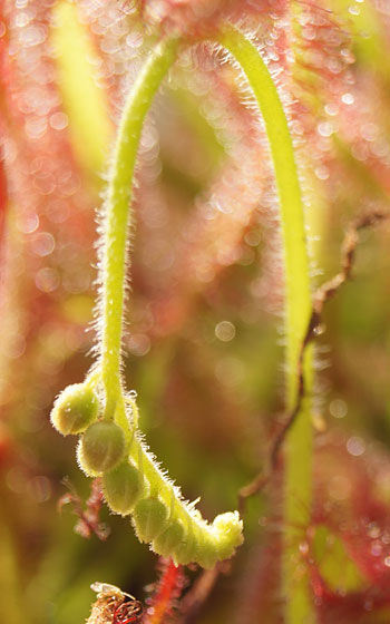 「食虫植物（モウセンゴケ・サラセニア・ムシトリスミレ・ミミカキグサ）」テキトー栽培記