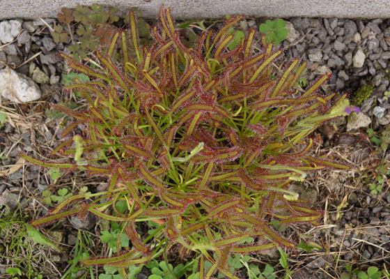 「食虫植物（モウセンゴケ・サラセニア・ムシトリスミレ・ミミカキグサ）」テキトー栽培記