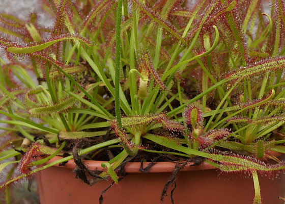 「食虫植物（モウセンゴケ・サラセニア・ムシトリスミレ・ミミカキグサ）」テキトー栽培記