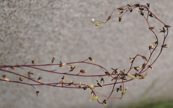 「食虫植物（モウセンゴケ・サラセニア・ムシトリスミレ・ミミカキグサ）」テキトー栽培記