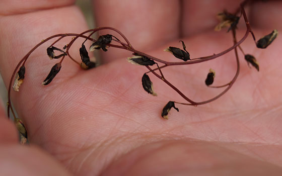 「食虫植物（ハエトリソウ・モウセンゴケ・ウツボカズラ・サラセニア・ムシトリスミレ・ミミカキグサ）」テキトー栽培記