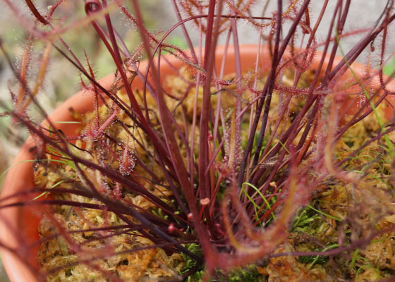 「食虫植物（モウセンゴケ・サラセニア・ムシトリスミレ・ミミカキグサ）」テキトー栽培記