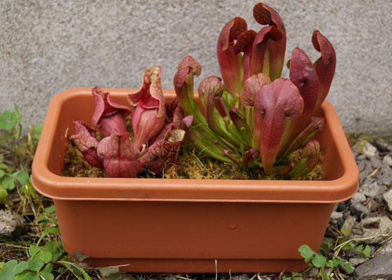 「食虫植物（モウセンゴケ・サラセニア・ムシトリスミレ・ミミカキグサ）」テキトー栽培記