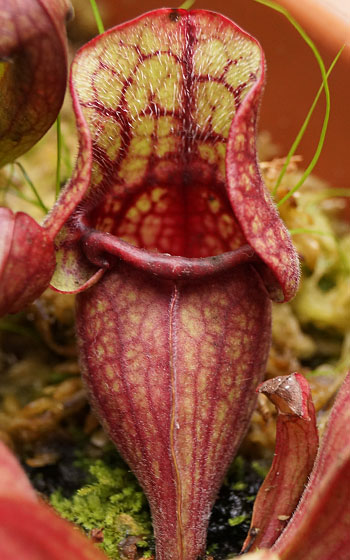 「食虫植物（モウセンゴケ・サラセニア・ムシトリスミレ・ミミカキグサ）」テキトー栽培記