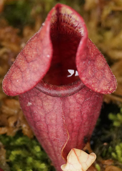 「食虫植物（モウセンゴケ・サラセニア・ムシトリスミレ・ミミカキグサ）」テキトー栽培記