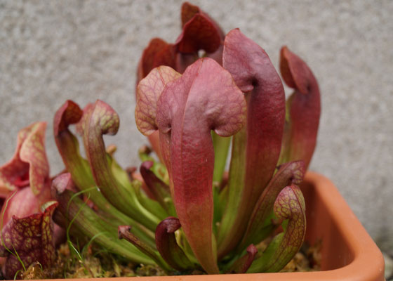 「食虫植物（モウセンゴケ・サラセニア・ムシトリスミレ・ミミカキグサ）」テキトー栽培記