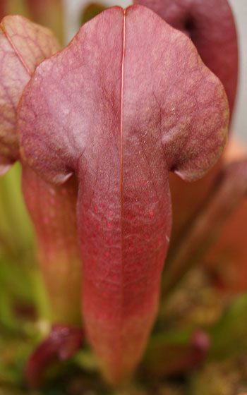 「食虫植物（モウセンゴケ・サラセニア・ムシトリスミレ・ミミカキグサ）」テキトー栽培記