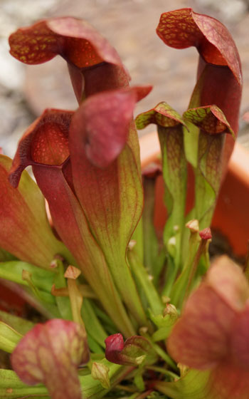 「食虫植物（モウセンゴケ・サラセニア・ムシトリスミレ・ミミカキグサ）」テキトー栽培記