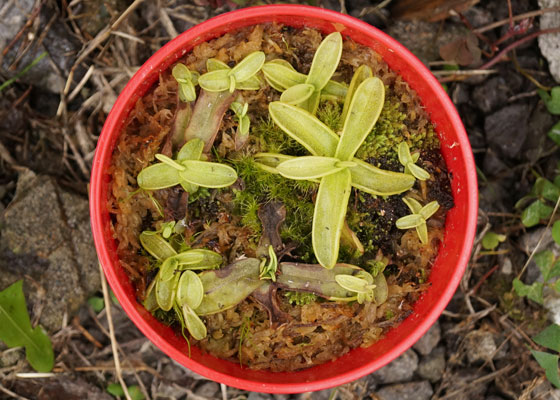 「食虫植物（モウセンゴケ・サラセニア・ムシトリスミレ・ミミカキグサ）」テキトー栽培記