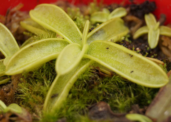 「食虫植物（モウセンゴケ・サラセニア・ムシトリスミレ・ミミカキグサ）」テキトー栽培記