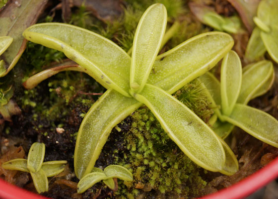 「食虫植物（モウセンゴケ・サラセニア・ムシトリスミレ・ミミカキグサ）」テキトー栽培記