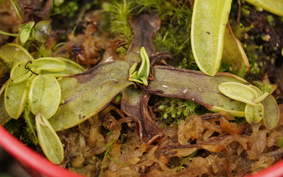 「食虫植物（モウセンゴケ・サラセニア・ムシトリスミレ・ミミカキグサ）」テキトー栽培記