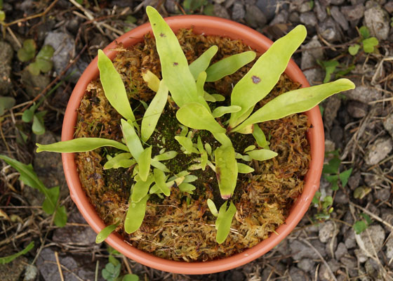 「食虫植物（モウセンゴケ・サラセニア・ムシトリスミレ・ミミカキグサ）」テキトー栽培記