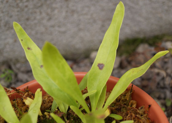 「食虫植物（ハエトリソウ・モウセンゴケ・ウツボカズラ・サラセニア・ムシトリスミレ・ミミカキグサ）」テキトー栽培記