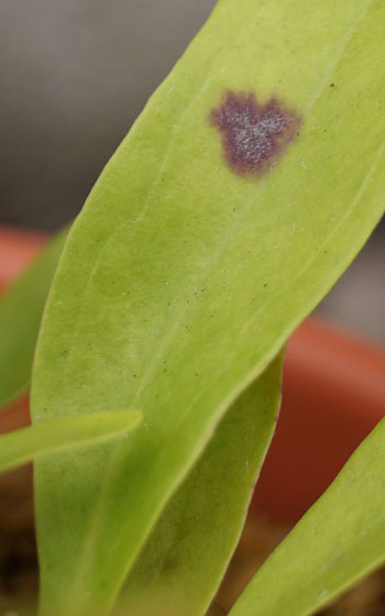 「食虫植物（モウセンゴケ・サラセニア・ムシトリスミレ・ミミカキグサ）」テキトー栽培記