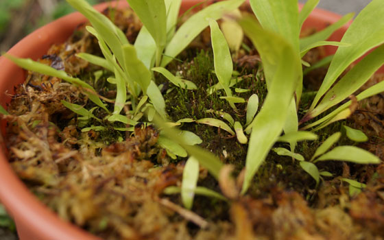 「食虫植物（モウセンゴケ・サラセニア・ムシトリスミレ・ミミカキグサ）」テキトー栽培記