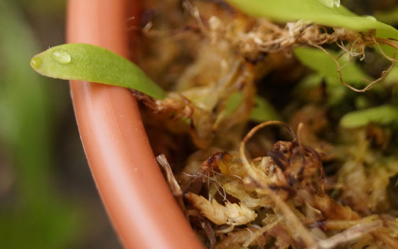 「食虫植物（モウセンゴケ・サラセニア・ムシトリスミレ・ミミカキグサ）」テキトー栽培記