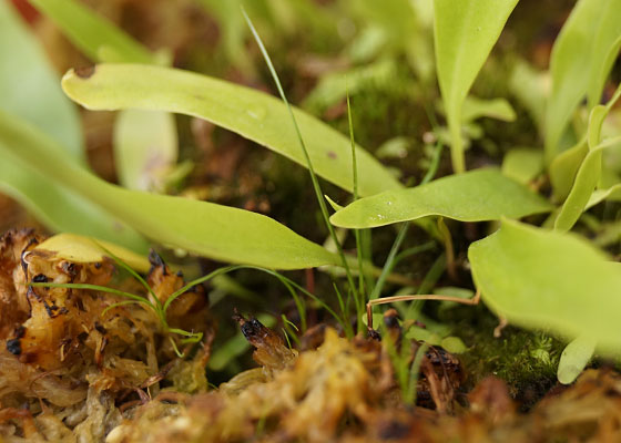 「食虫植物（モウセンゴケ・サラセニア・ムシトリスミレ・ミミカキグサ）」テキトー栽培記