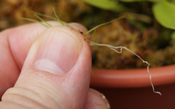 「食虫植物（モウセンゴケ・サラセニア・ムシトリスミレ・ミミカキグサ）」テキトー栽培記