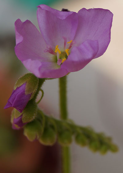 「食虫植物（ハエトリソウ・モウセンゴケ・ウツボカズラ・サラセニア・ムシトリスミレ・ミミカキグサ）」テキトー栽培記